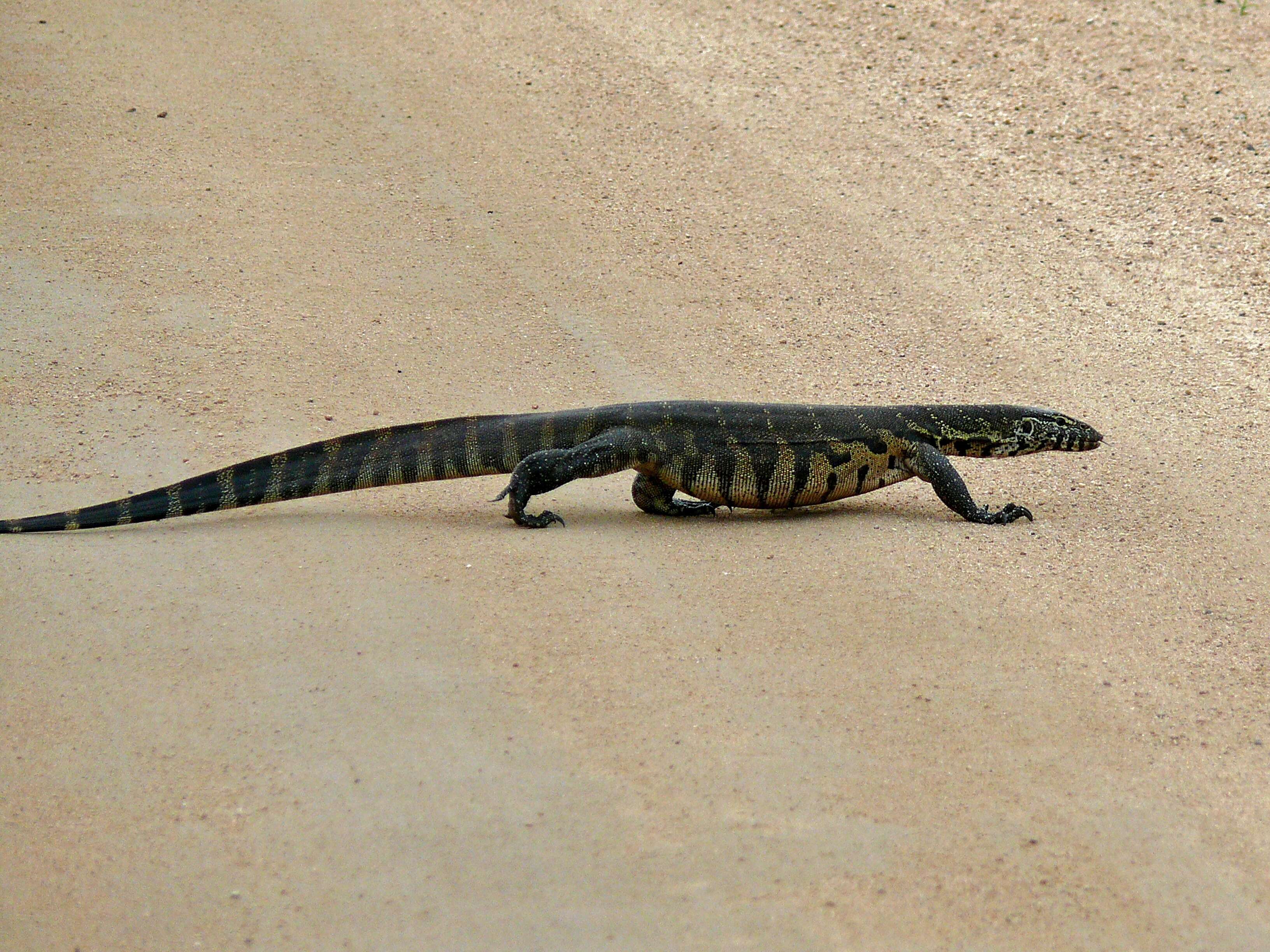 Image of Varanus niloticus