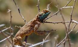 Image of Ground Agama