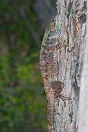 Image of Black-necked Agama