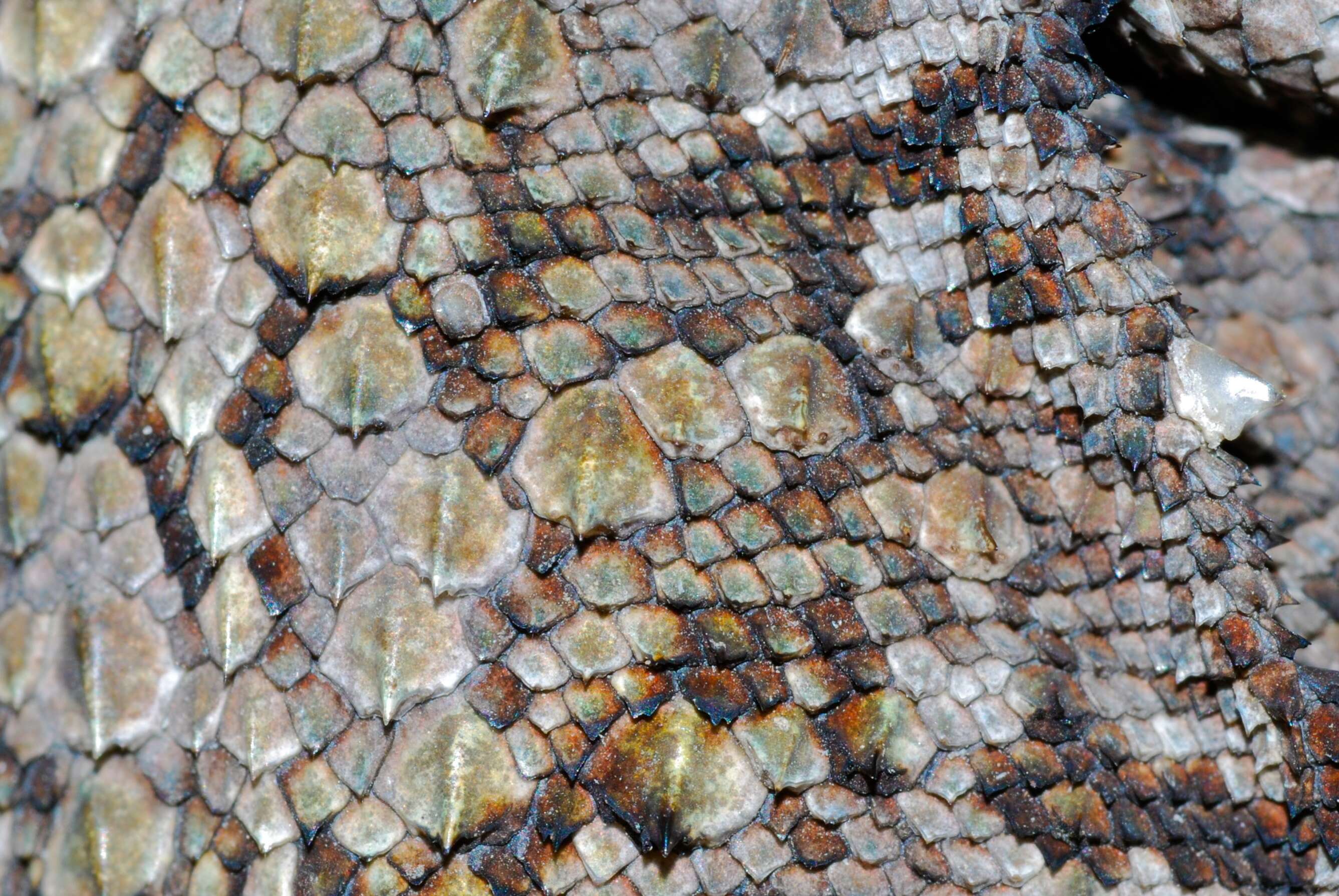 Image of Black-necked Agama