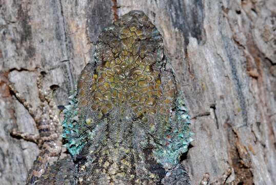 Image of Black-necked Agama