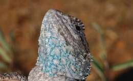 Image of Black-necked Agama