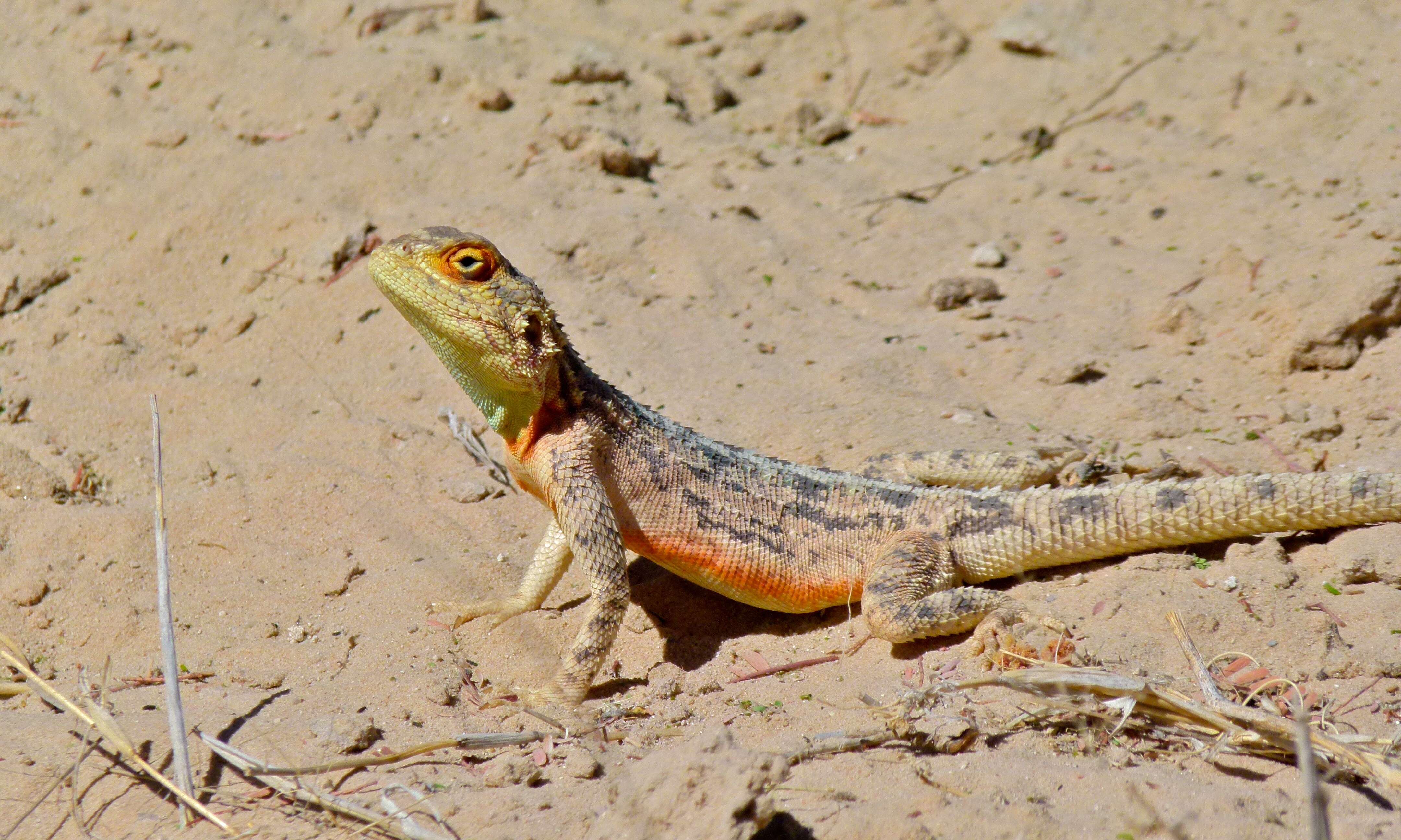 Image of Ground Agama