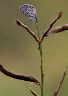 Image of African babul blue