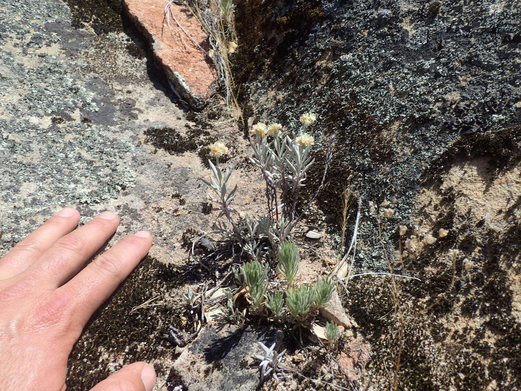 Image of Butterworth's buckwheat