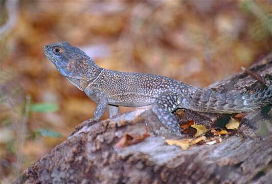 Image of Collared iguana