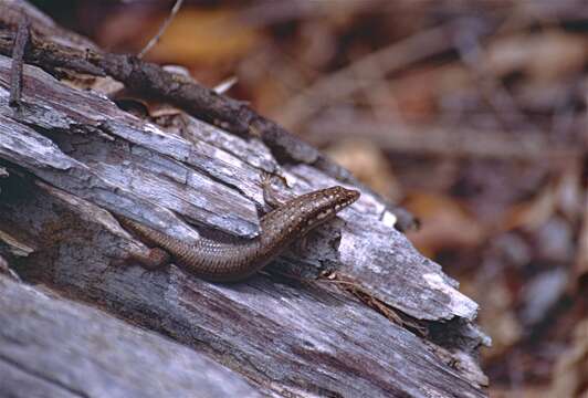 Image of Gold-spotted Mabuya