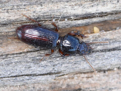 Image of Ground beetle