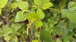 Image of Rhynchosia longeracemosa M. Martens & Galeotti