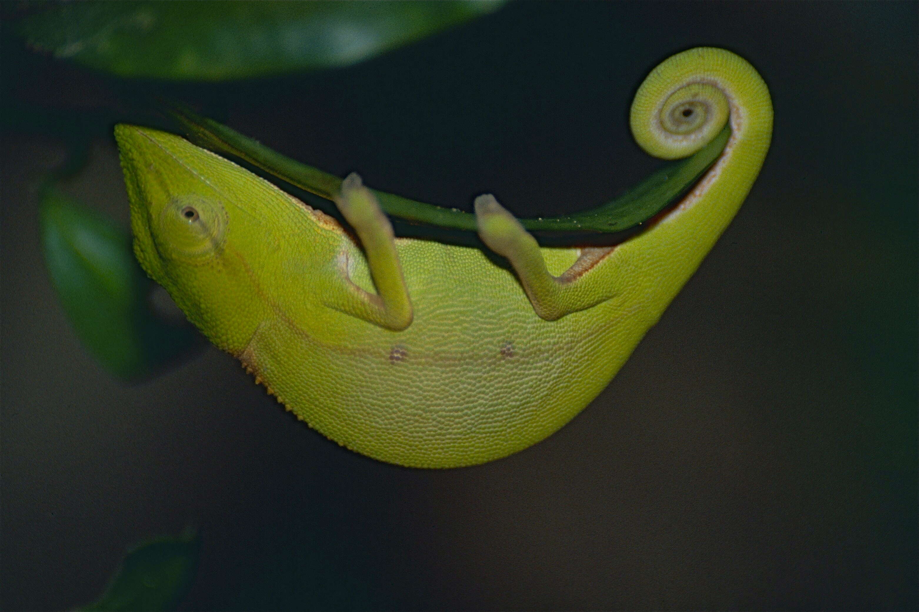 Plancia ëd Calumma gastrotaenia (Boulenger 1888)