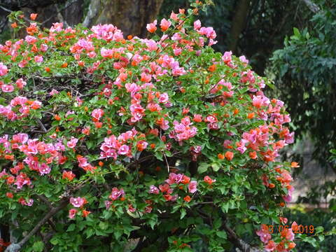 Imagem de Bougainvillea spectabilis Willd.