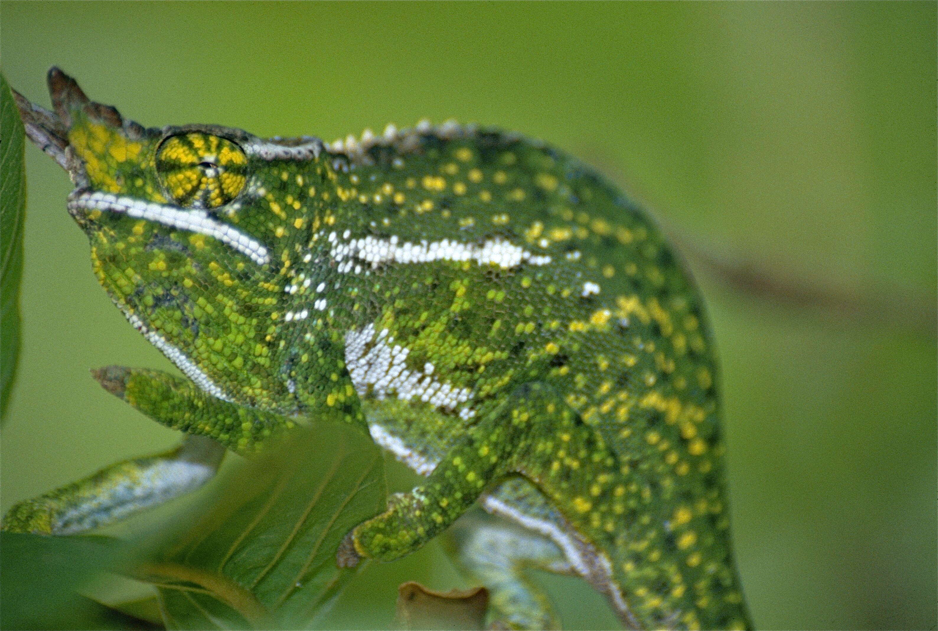 Image of Will's chameleon