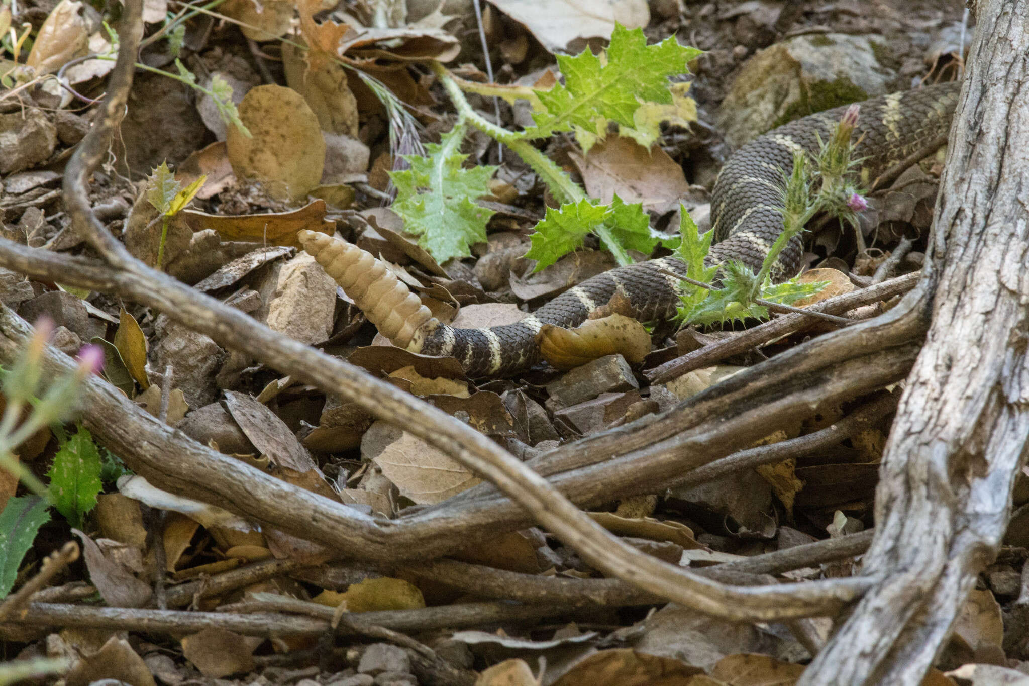 Image of Crotalus oreganus oreganus Holbrook 1840