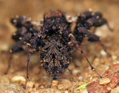 Image of Longleg Dandy Jumping Spider