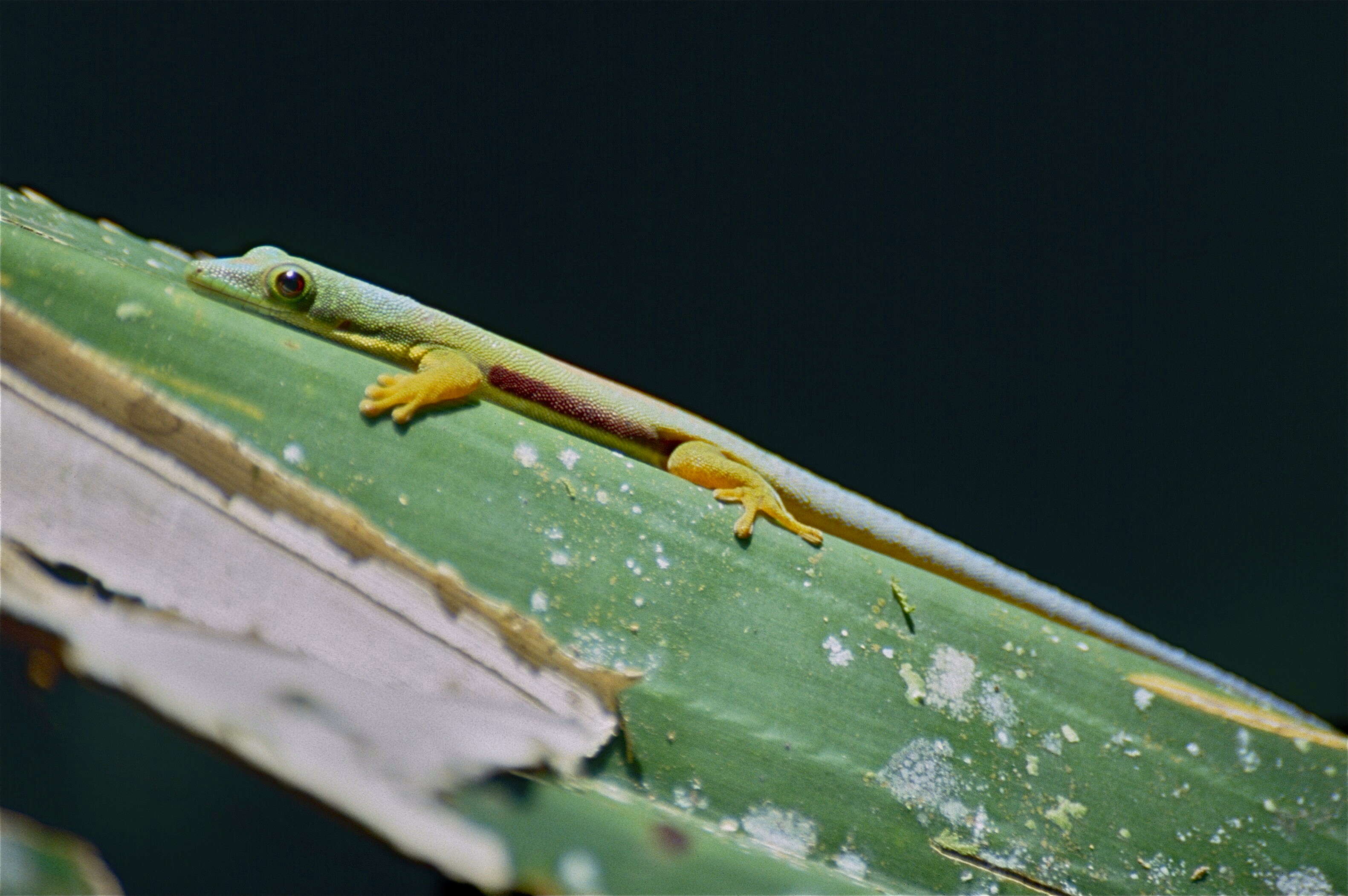 Plancia ëd Phelsuma lineata Gray 1842