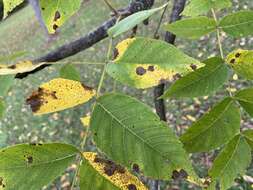 Ophiognomonia leptostyla (Fr.) Sogonov 2008的圖片