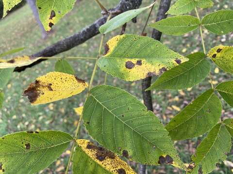 Ophiognomonia leptostyla (Fr.) Sogonov 2008的圖片