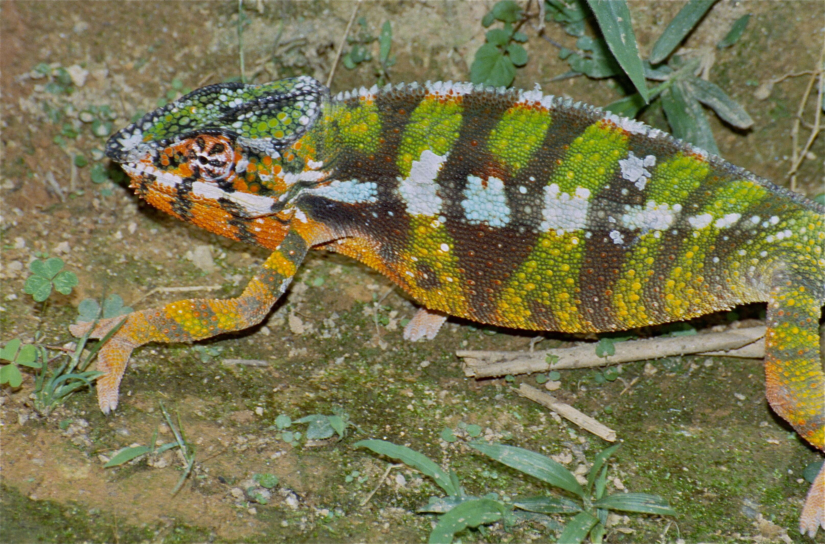 Image of Panther Chameleon