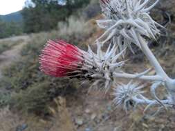 Image of snowy thistle