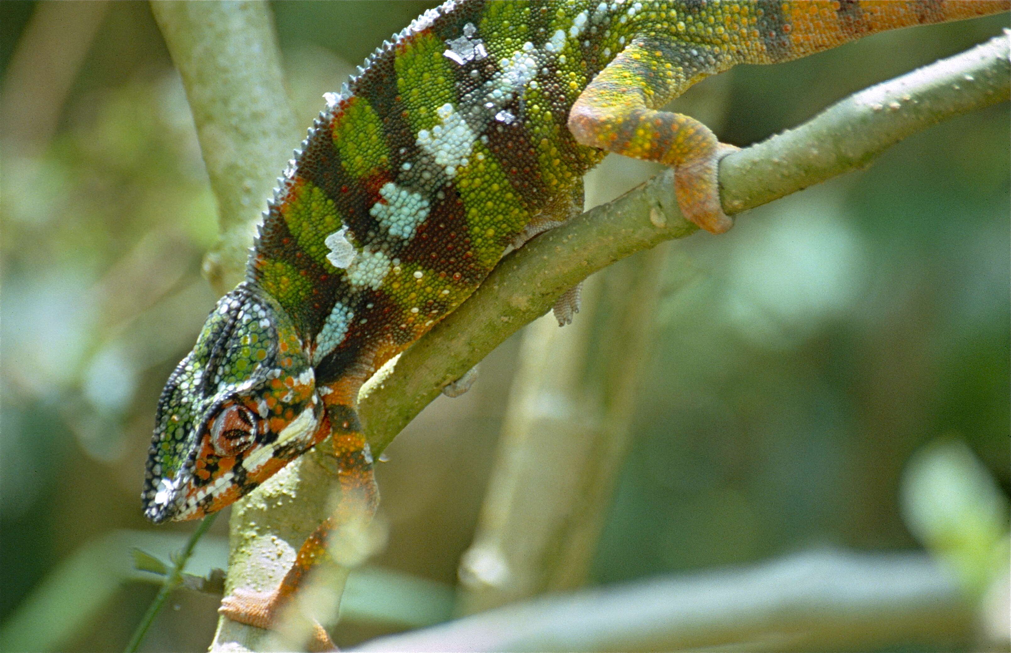 Image of Panther Chameleon