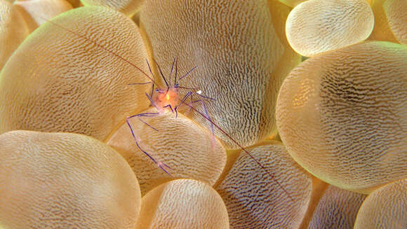 Image of Bubble coral shrimp