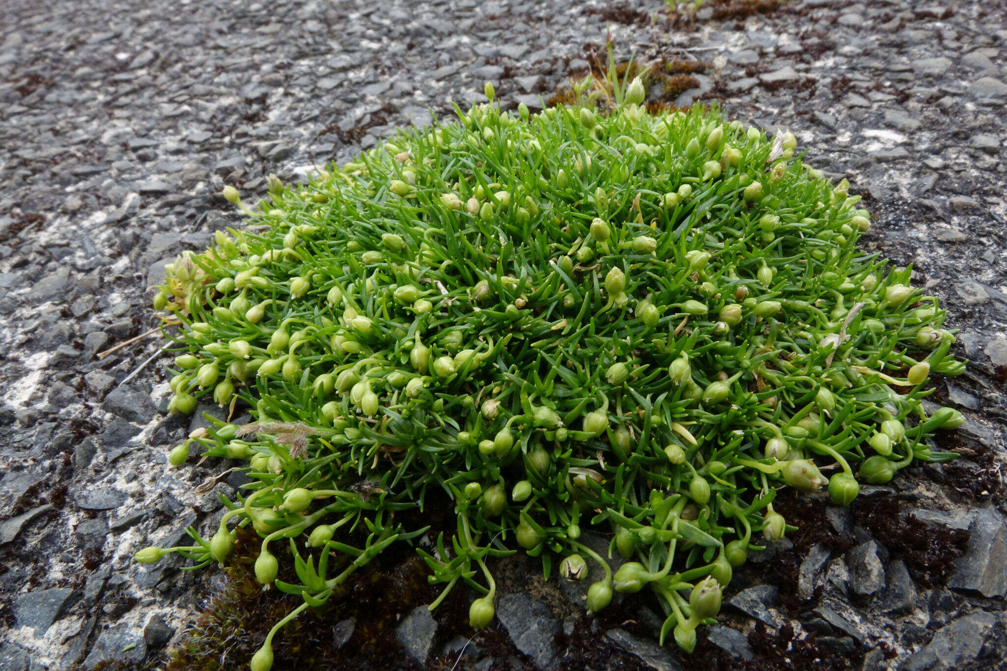 Image of birdeye pearlwort