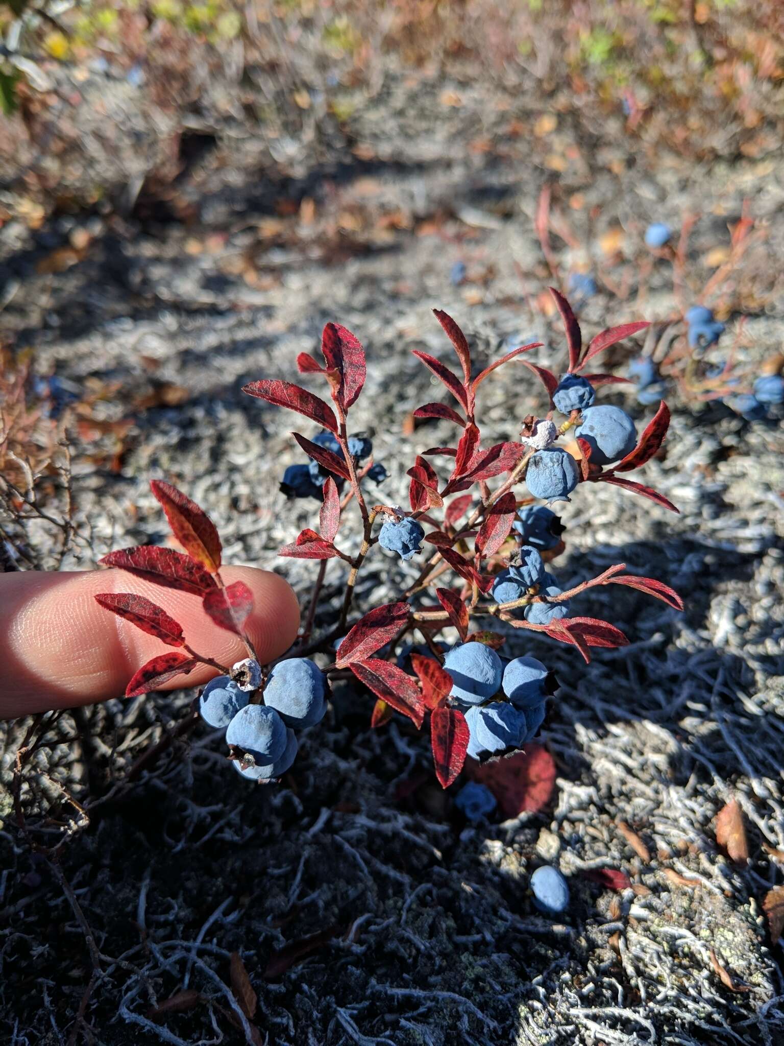 Image of northern blueberry