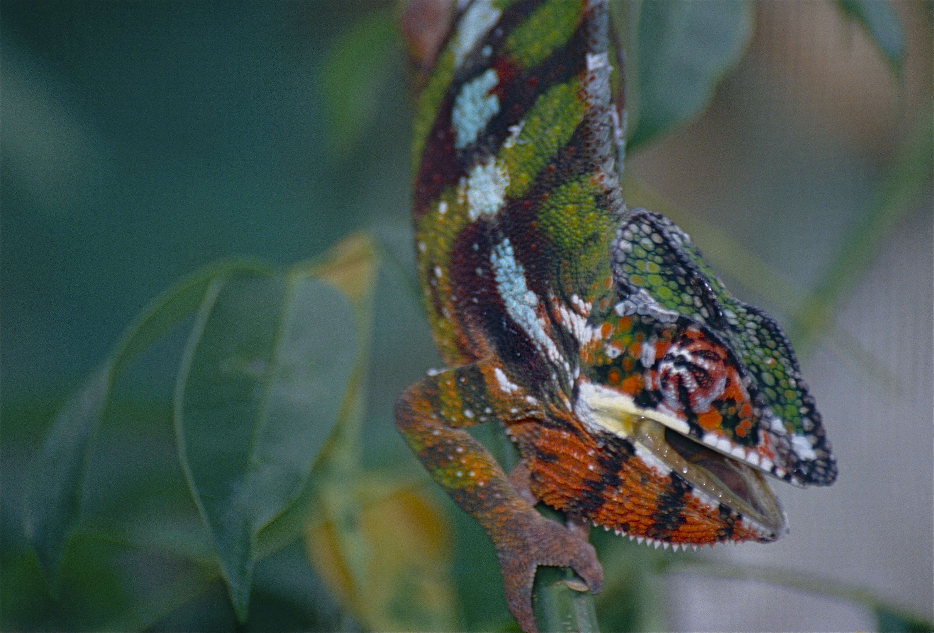 Image of Panther Chameleon