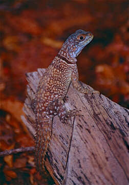 Image of Collared iguana