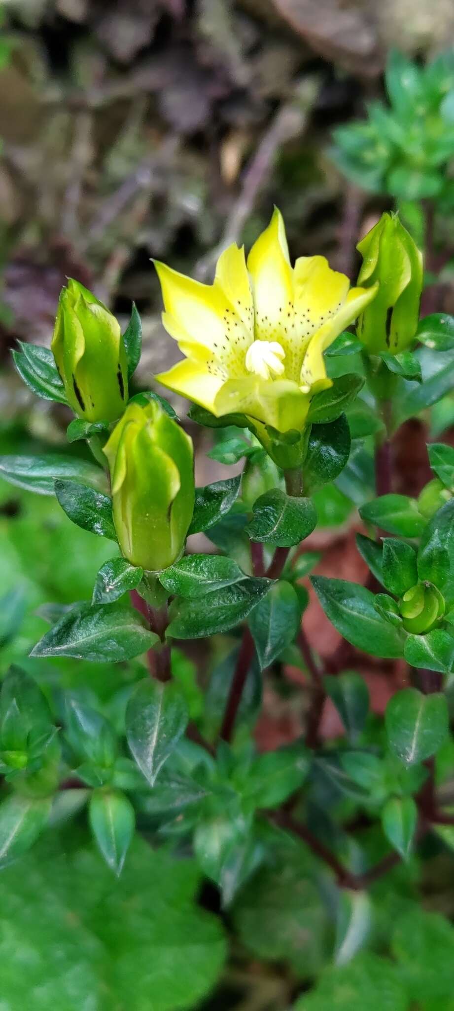 Image of Gentiana scabrida Hayata