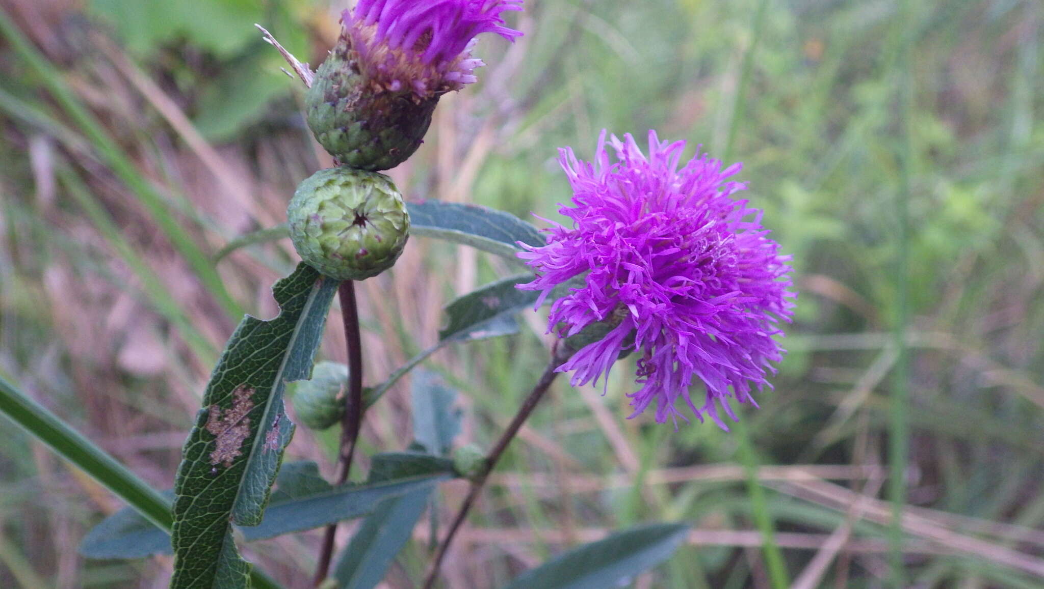 Imagem de Lessingianthus grandiflorus (Less.) H. Rob.