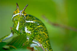 Image of Will's chameleon