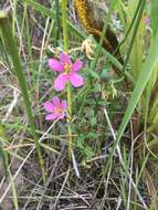 Imagem de Sabatia angularis (L.) Pursh