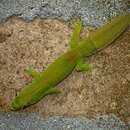 Image of Fan-tailed day gecko