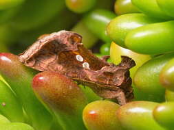 Image of Cutworm