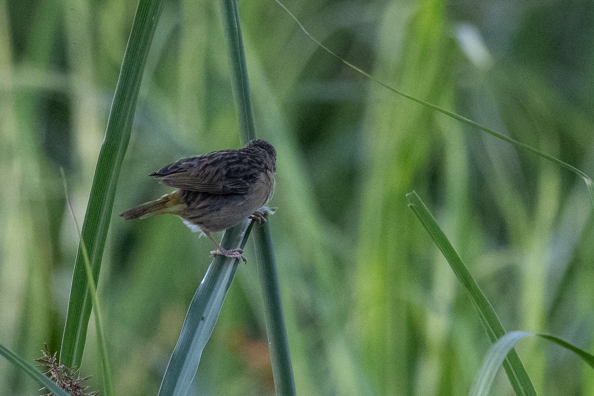 Image of Northern Brown-throated Weaver