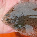 Image of windowpane flounder