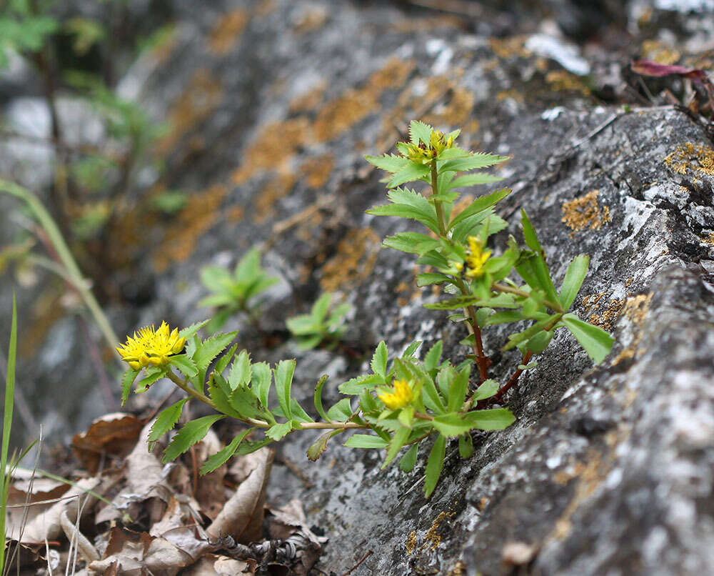 Image of Phedimus middendorfianus (Maxim.) H. 't Hart