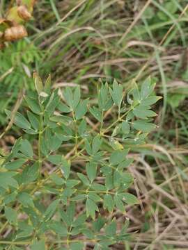 Image of Thalictrum minus subsp. saxatile DC. ex Ces.