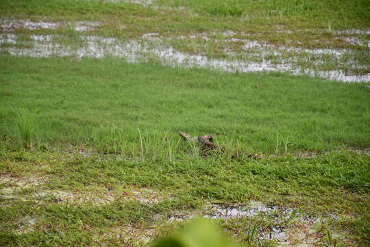 Image of Common caiman