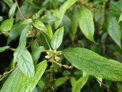 Image of Boehmeria zollingeriana var. podocarpa (W. T. Wang) W. T. Wang & C. J. Chen