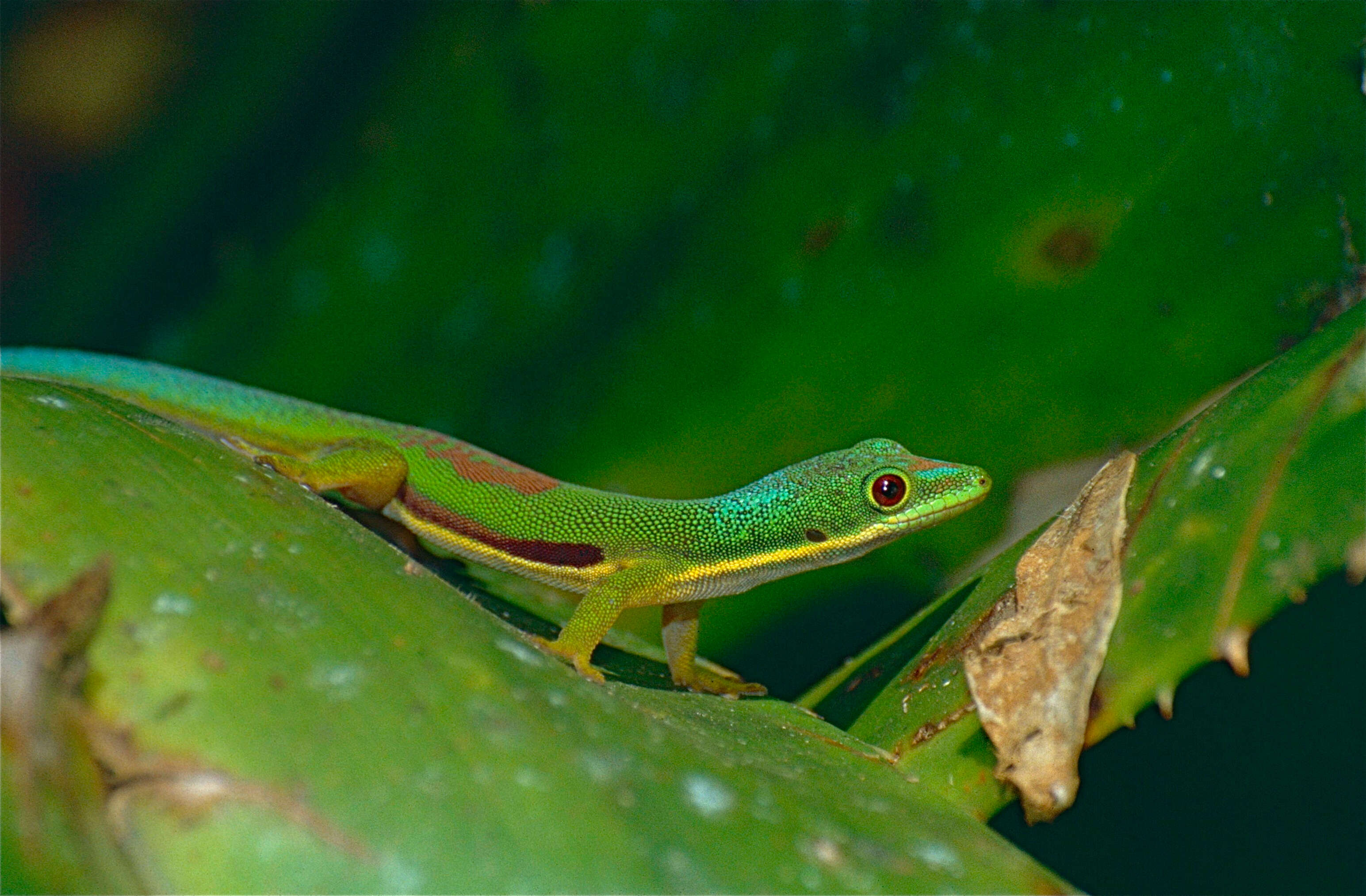 Plancia ëd Phelsuma lineata Gray 1842