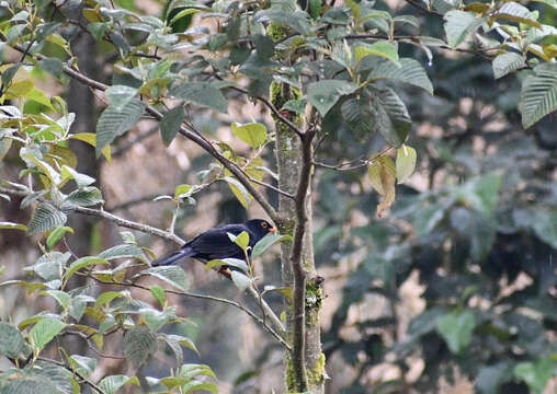 Imagem de Turdus serranus Tschudi 1844