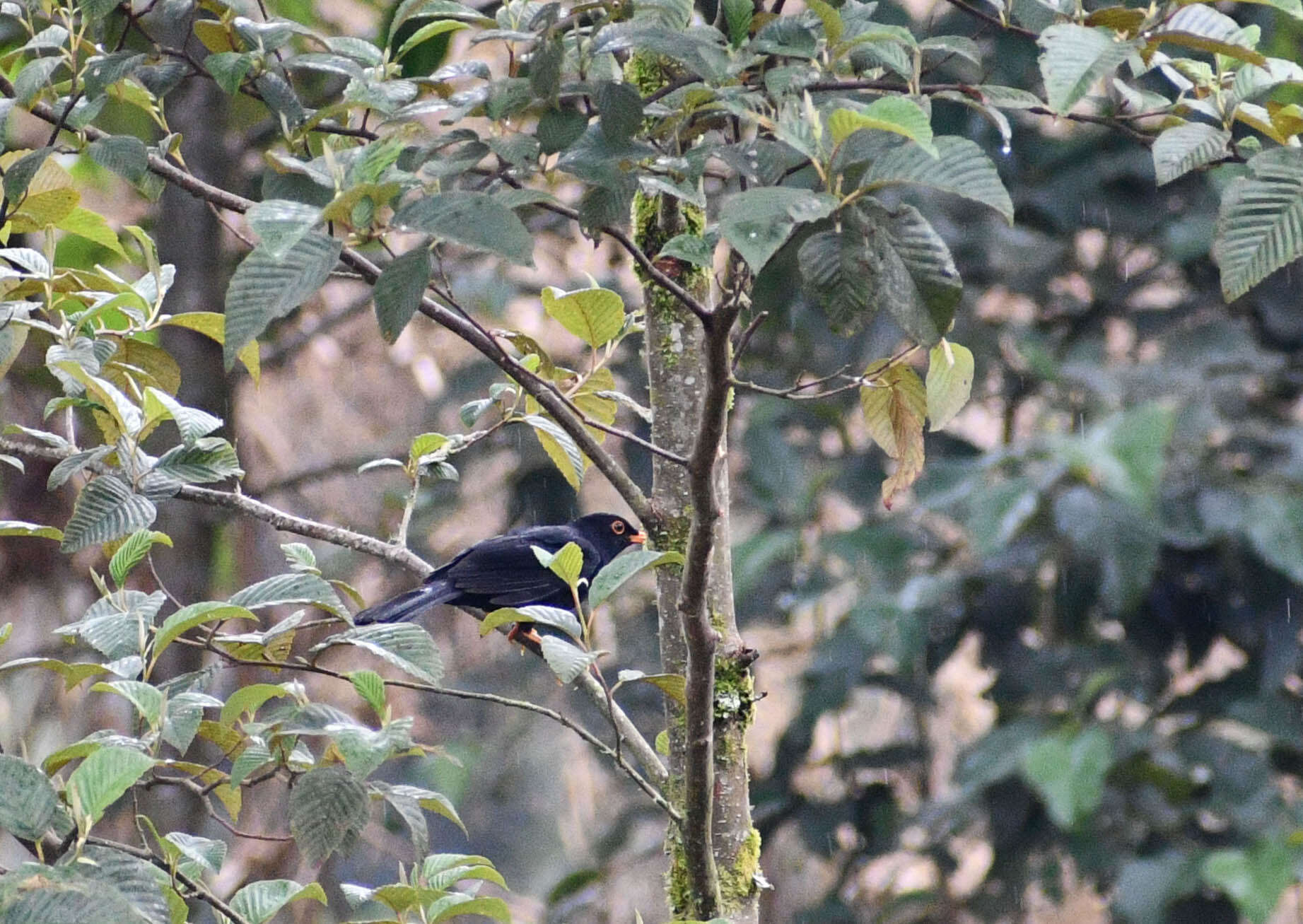 Image of Glossy-black Thrush