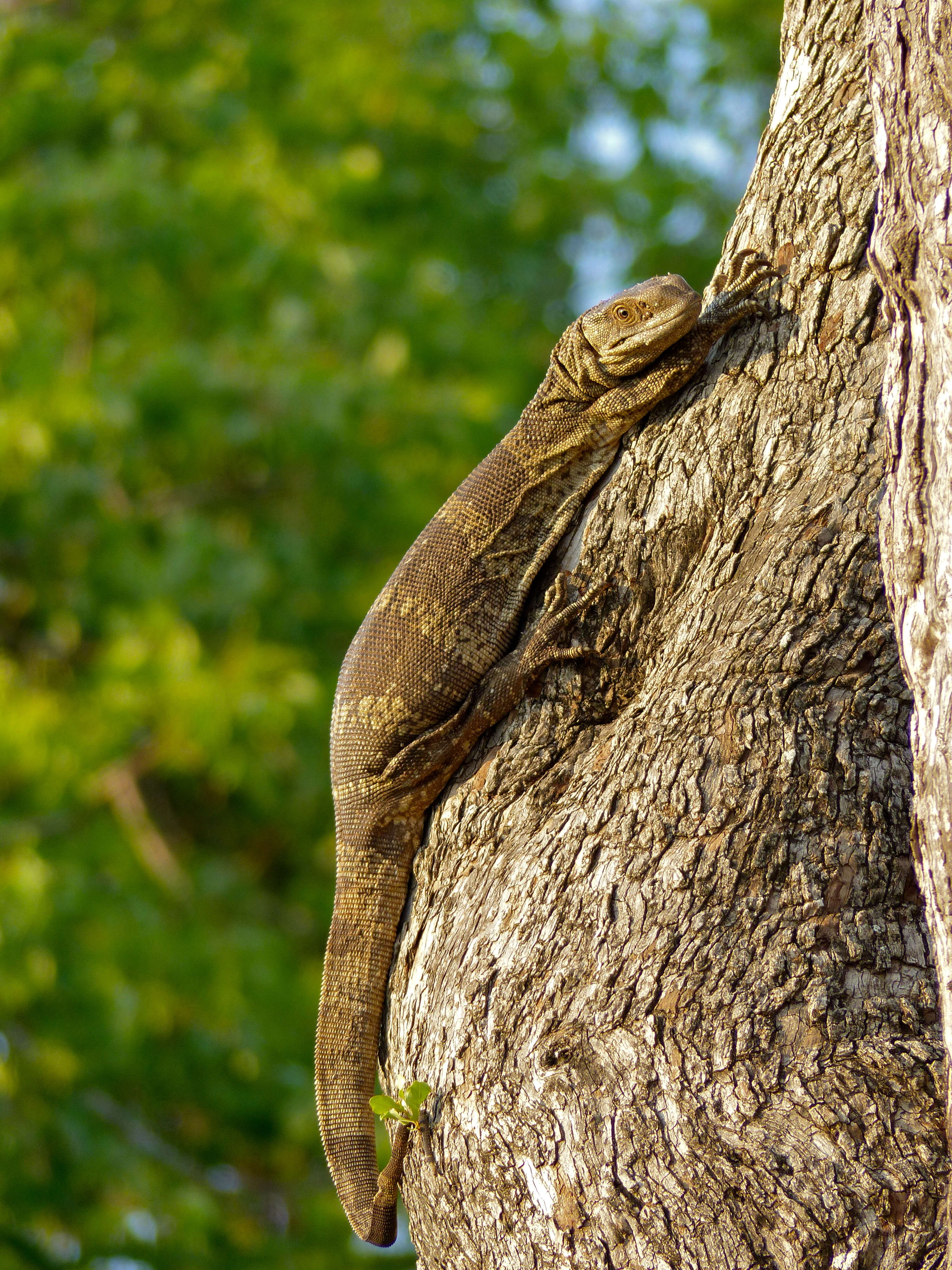 Image of White-throated monitor