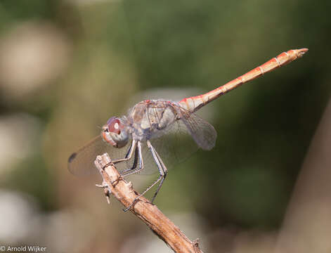 Image of Sympetrum arenicolor Jödicke 1994