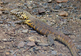 Image of Varanus niloticus