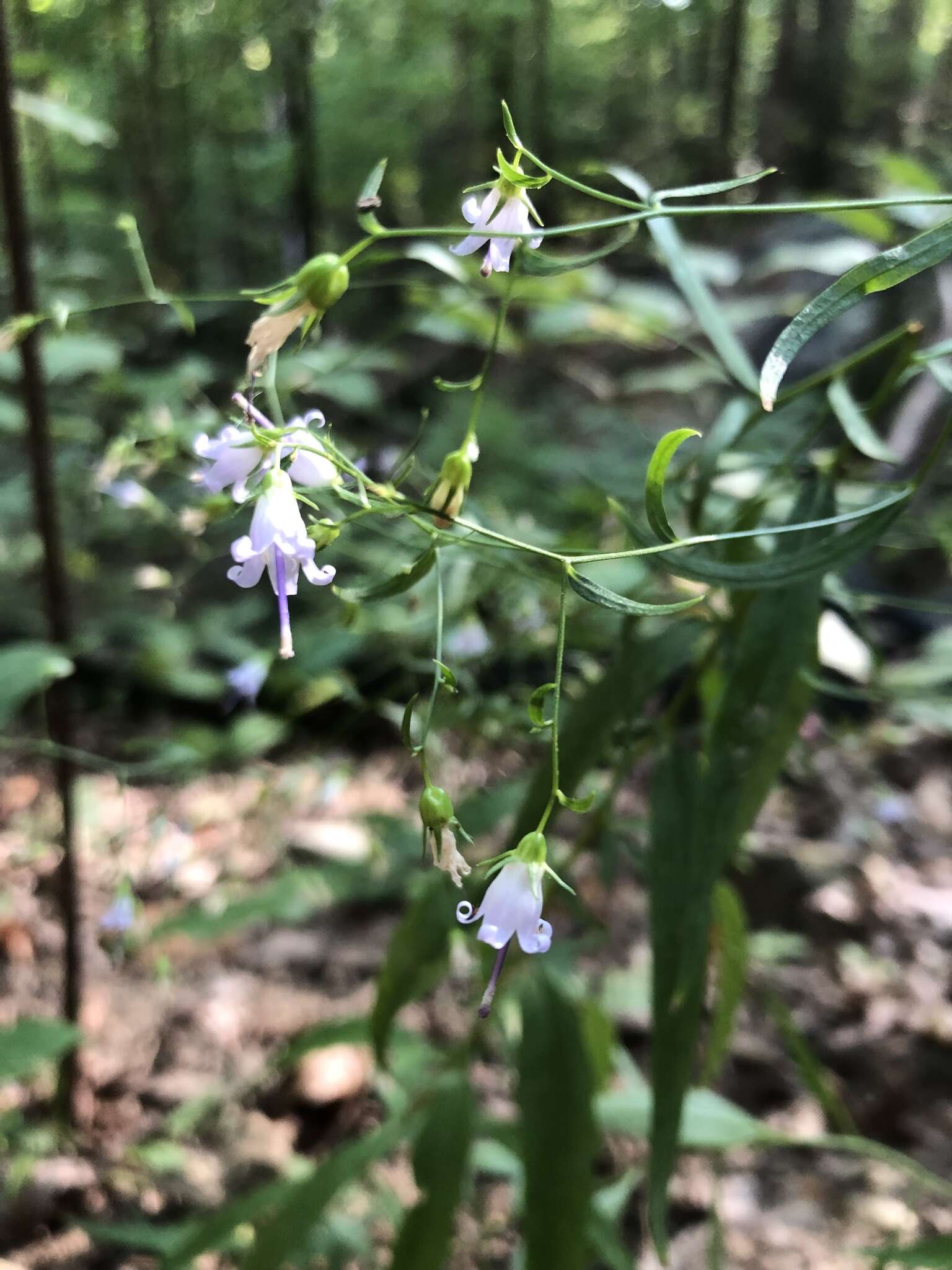 Imagem de Campanula divaricata Michx.