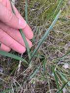 Image of Dianella amoena G. W. Carr & P. F. Horsfall