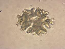 Plancia ëd Dimorphococcus Braun 1855